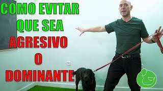 Cómo hacer que un PERRO AGRESIVO no se PELEE LADRE ni ATAQUE a otros PERROS [upl. by Vere]