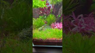 Planted Aquarium with a Pink Carnation shorts [upl. by Wenoa]