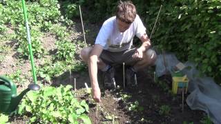 How To Maintain amp Thin Out Parsnip Plants [upl. by Norward765]