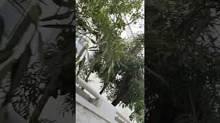 IS VIDEO MEIN KUON KUON SA TREE HAI PLEASE COMMENT greenwarrior greenindia greenwarriors shorts [upl. by Sosna]