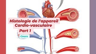 HISTOLOGIE DE LAPPAREIL CARDIO VASCULAIRE Part 1 [upl. by Gnay]