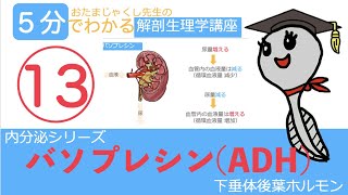 内分泌シリーズ第13回「バソプレシン（下垂体後葉ホルモン）」おたまじゃくし先生の解剖生理学講座日本一わかりやすい授業を目指して勉強法看護学生リハビリ学生 [upl. by Ainolloppa]