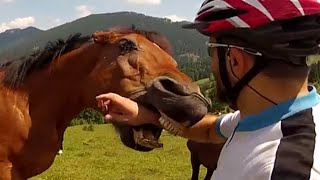 Top 5 Crazy Horses  JukinVideo Top Five [upl. by Idnar]