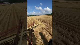 Windrowing Straw With A 1942 Farmall H [upl. by Alban]