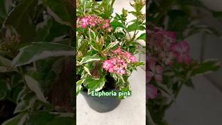 euphoria hydrangeamacrophyllaгортензияgardenгортензіяflowers parkjardinshortsアジサイnature [upl. by Willmert]