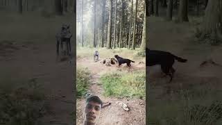 dog dogfights😱😱 canecorso rotter rottweiler rottweilerdoglovers rottweilermaax [upl. by Aniraz]