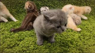 Scottish Fold  Guide  Care [upl. by Ted]