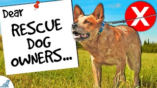 Dear Rescue Dog Owners Stop Doing THIS [upl. by Aicittel]