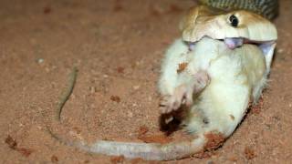 Taipan Feeding Australian Coastal Taipan [upl. by Arymas625]