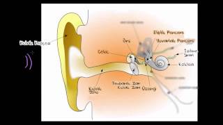 İşitsel Yapı 1 Bölüm Sinir Sistemi Fizyolojisi Psikoloji  Çevreyi Algılama [upl. by Kenway]