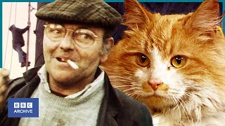 1983 FRED DIBNAH foiled by GINGER TOMCAT at 160ft  BBC News  Animal Magic  BBC Archive [upl. by Atilal]