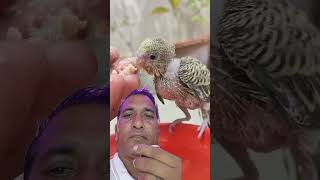 handfeed parrot handtame birds funny handfeedingbirds budgies handfeeding pets handf [upl. by Nnoved]