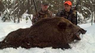 Best Boar Hunting Bear Mountain Michigan [upl. by Atlante]