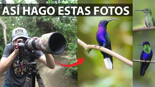 Fotografía de Colibríes  Cómo configurar la cámara 📸​ [upl. by Teews503]