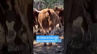 CUIDADOS EN EL INVIERNO ganaderia ganado vacas toros corral becerros vaquilla invierno cow [upl. by Indihar]