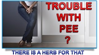 Trouble passing urine How I cured myself using herbs taught by DrSebi Natural remedies that work [upl. by Offen]