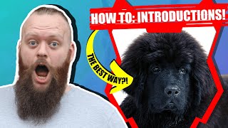 How Do I Introduce My NEWFOUNDLAND PUPPY To My Family [upl. by Behah]