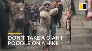 Chinese man carries his 35kg giant poodle down a mountain [upl. by Ladin]