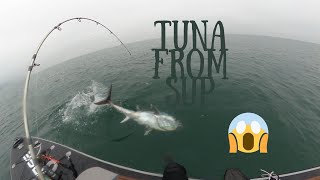 Tonno Rosso dal SUP 40kg  Bluefin Tuna from SUP 40kg [upl. by Okiron]