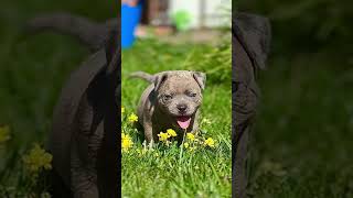 American bully puppies moscow [upl. by Macgregor]