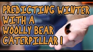 How to Predict Winter with a Woolly Bear Caterpillar [upl. by Corneille411]