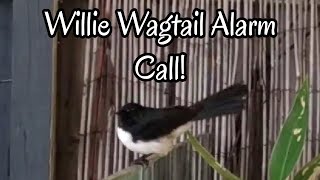 Australian Willie Wagtail Alarm Call [upl. by Noami711]