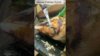 Farrier Works next Level horse equinelife hoof hoofcare FarrierWorks [upl. by Far567]