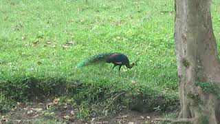 Green Peafowl Pavo muticus imperator Huai Kha Khaeng Wildlife Sanct Thailand 15 Sept 2024 55 [upl. by Erdeid]