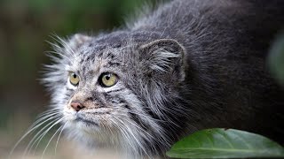 Manul  the Angriest cat in the world Interesting facts about Manuls [upl. by Lock281]