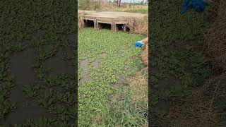 Pescando em grota na beira da estrada [upl. by Yrakcaz]