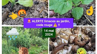 🚨 Les LIMACES contre attaque  🐌 Comment sen sortir 👌 [upl. by Yrogiarc207]