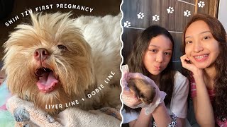 shih tzu giving birth for the first time  liver line  dobie line  Bea amp Micah [upl. by Onivla354]