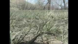 What is Cheatgrass [upl. by Eppes]