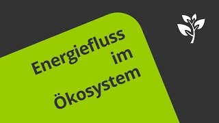 Biomasse und Energiefluss im Ökosystem  Biologie  Ökologie [upl. by Kara-Lynn718]