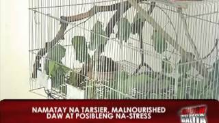 News5E  TARSIER NAGSUICIDE DAHIL SA STRESS [upl. by Nemlaz910]