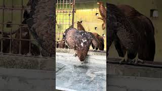 Rescued Eagle Birds Bathing and Drinking Water petsvlog birds petsbd [upl. by Nollek]