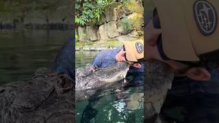 This is the most docile crocodile shorts youtubeshorts animals pets crocodile [upl. by Llennod]