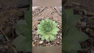 How to make soil mix n repott succulent plants viralvideo garden succulents indoorplants bonsai [upl. by Eninnej]