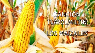 TLAYOLMILTIN LOS MAIZALES CANCIÓN NÁHUATL ESPAÑOL GRUPO TETLANEXTZIN MILPA ALTA CIUDAD DE MÉXICO [upl. by Enilram330]