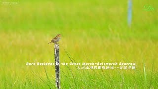 Rare Resident in the Great Marsh  Saltmarsh Sparrow [upl. by Dianemarie]