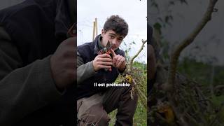 Arracher ou couper les pieds de légumes  🌱 jardin potager potagerpermaculture [upl. by Ratcliff]