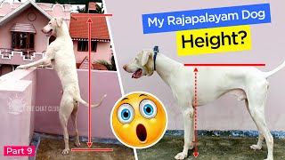 My Rajapalayam Dog Height  WebSeries Part 9  ராஜபாளையம் நாய்  Eng Subtitle Available [upl. by Schell]