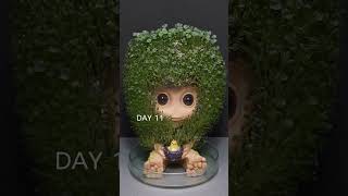 Growing Chia Seeds with Groot  Time Lapse [upl. by Simpkins]