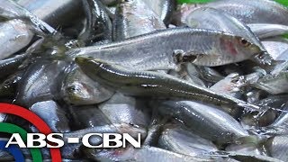 TV Patrol May formalin sa galunggong Agriculture chief bumuwelta [upl. by Okechuku]