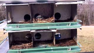 How to make Purple Martin rooms larger and Why [upl. by Geanine34]