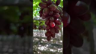 Harvesting in Brazil [upl. by Hanover]