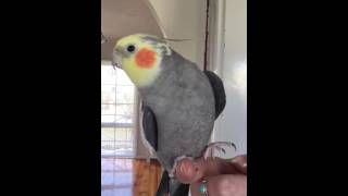 Cockatiel singing Addams family [upl. by Aviv174]