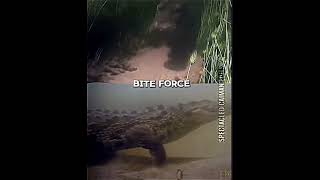 Hippopotamus vs Nile Crocodile crocodile hippo hippopotamus edit [upl. by Coray]