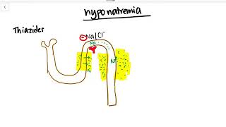 Why do Thiazides cause Hyponatremia [upl. by Karry606]