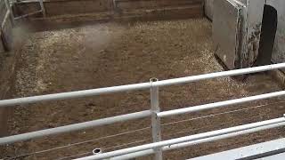 Gladstone Auction Mart Live Stream [upl. by Llevra]